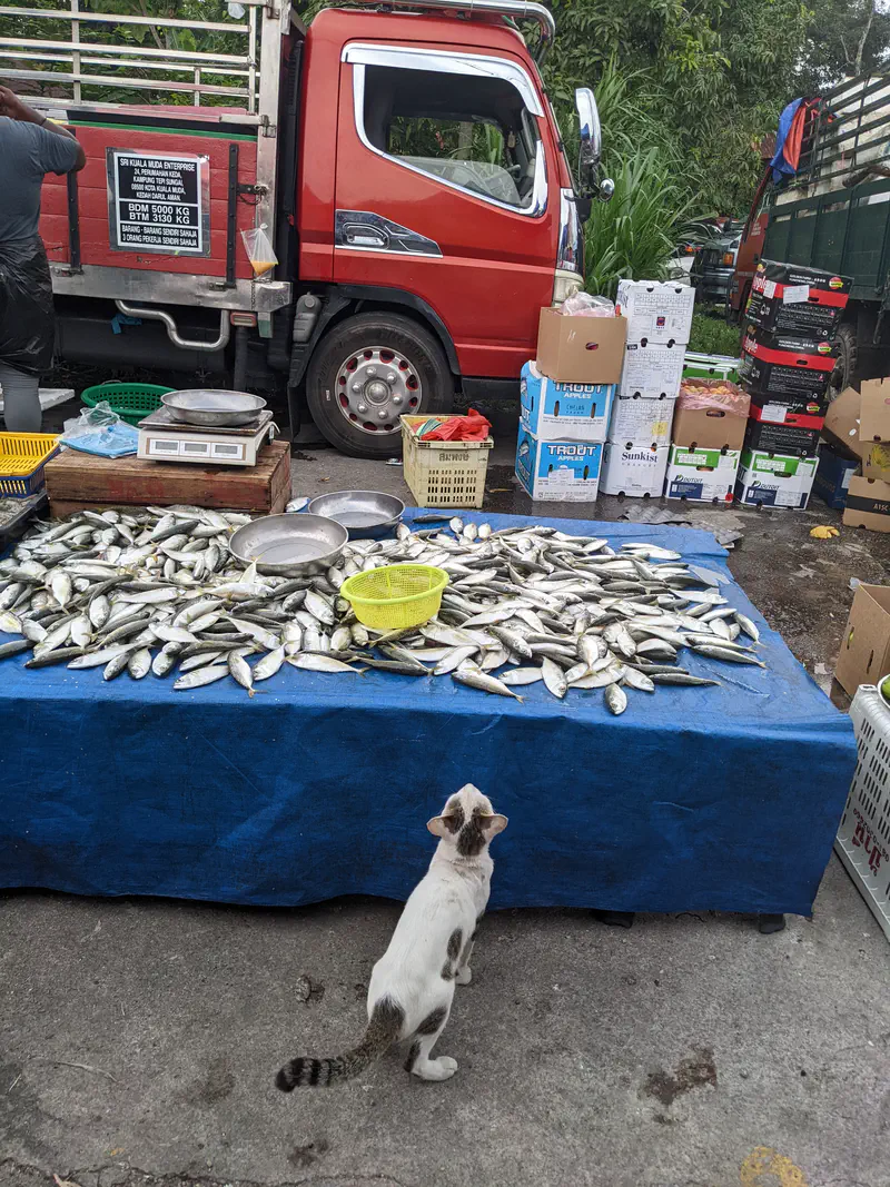 Cat on the ground looking up at a street market stall table filled with fresh fish.