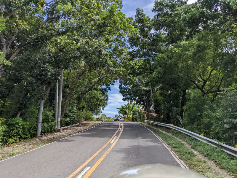 Paved road lined with tall trees forming a canopy, leading toward the sea.