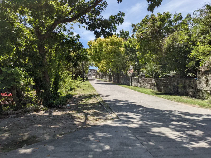 Paved road lined with tall trees forming a canopy, leading toward the sea.