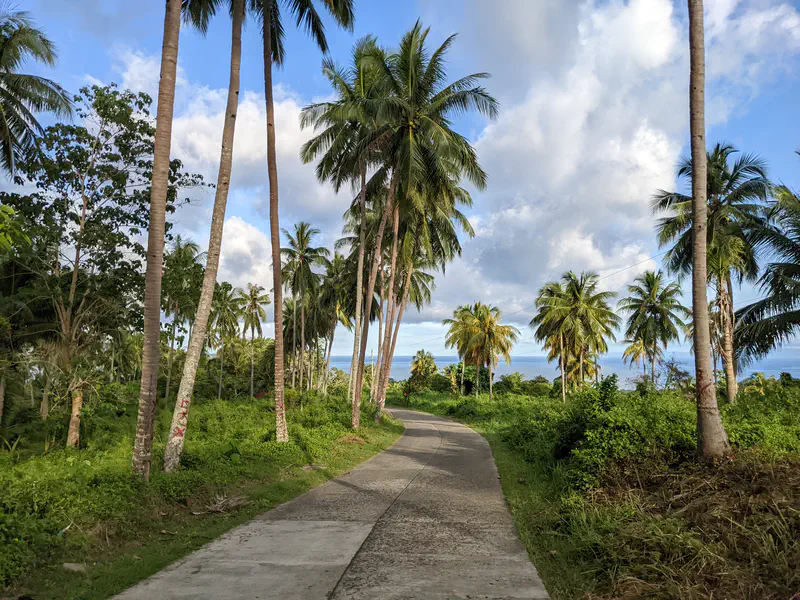 Curved concrete path surrounded by tall palm trees with the ocean visible in the distance.