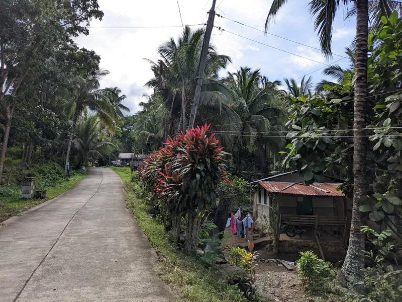 Narrow concrete road beside a small house with a rusted roof surrounded by palm trees and plants.