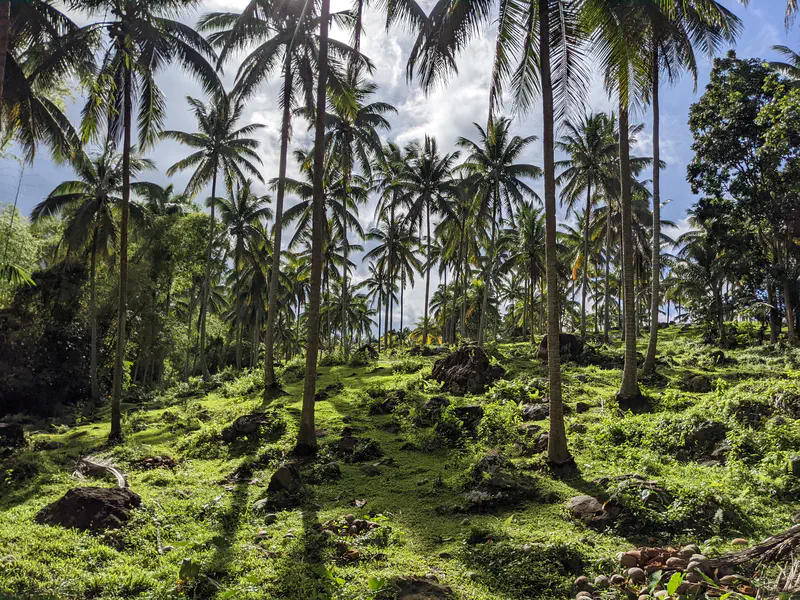 Dense grove of tall palm trees on a grassy hillside with scattered rocks.