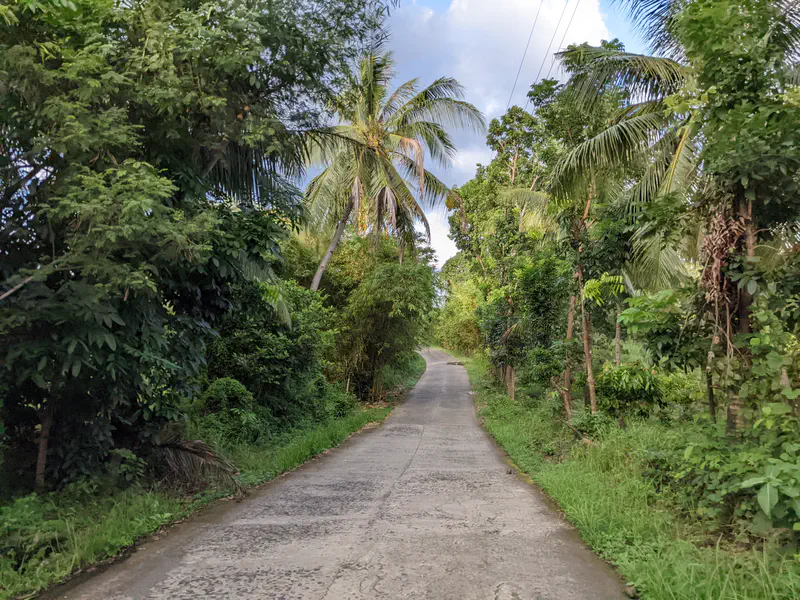 Narrow concrete road surrounded by dense green trees and palm trees.