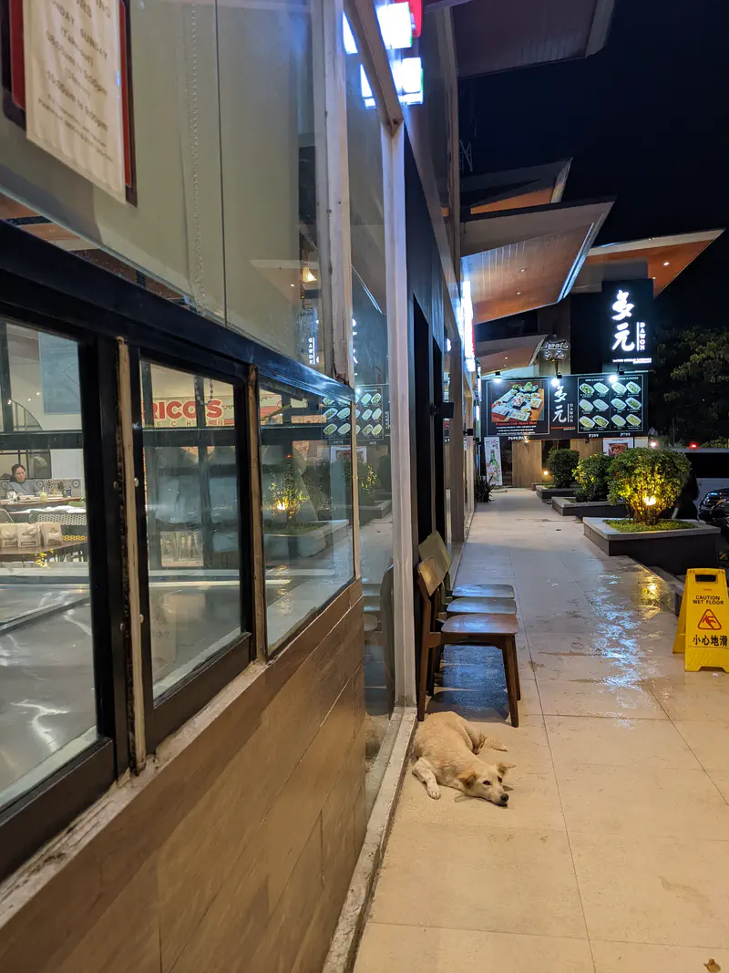 Dog lying on the ground outside a row of brightly lit restaurants at night.