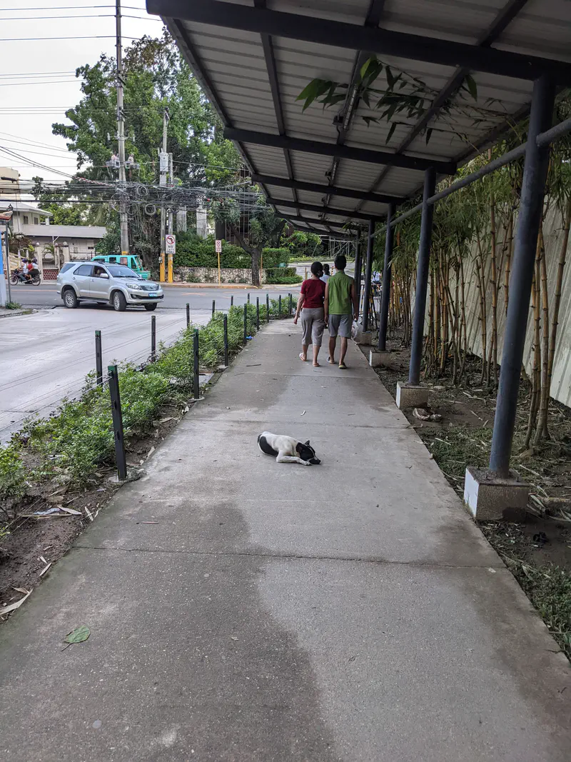 Black and white dog lying on a covered sidewalk while two people walk ahead.