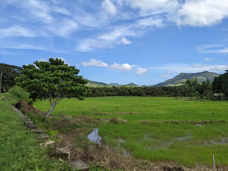 Lush green rice field with mountains in the background under a partly cloudy sky.