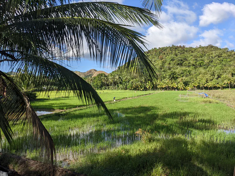 Green rice paddies with farmers working, framed by palm trees and hills.