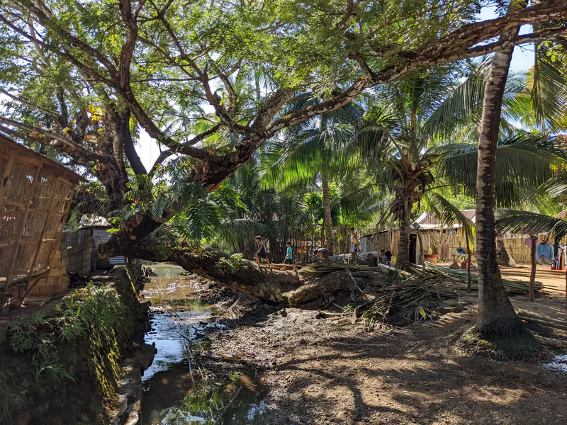 Large tree arching over a shallow stream with palm trees and village houses in the background.