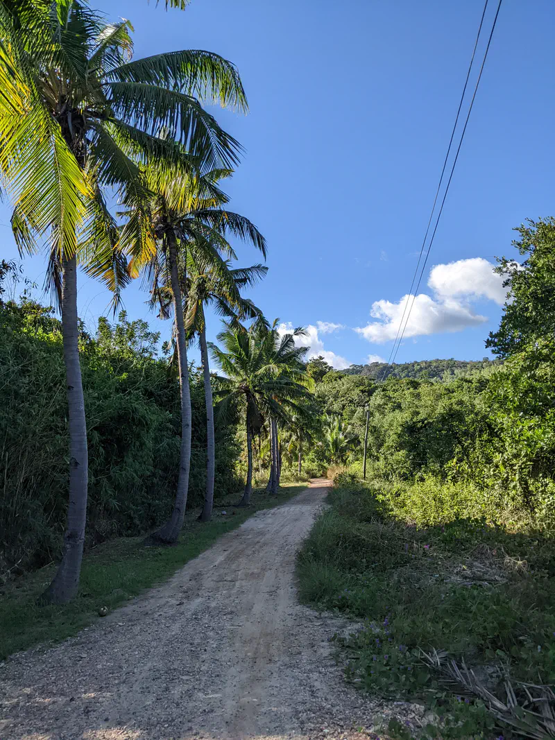 Dirt road lined with tall palm trees under a clear blue sky.