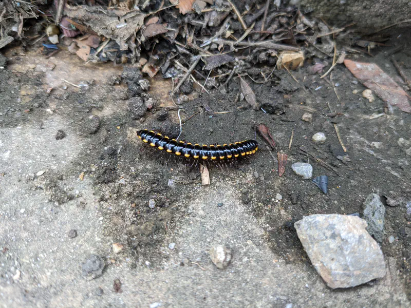Black and yellow millipede crawling on soil with dry leaves and small rocks around.