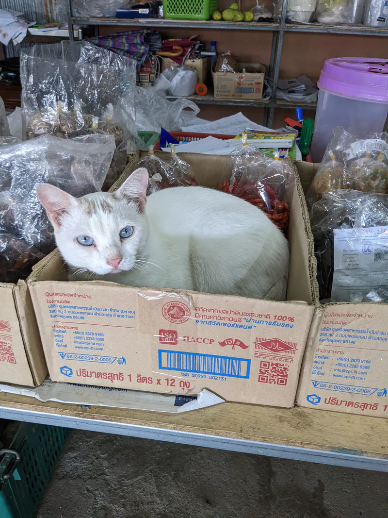 White cat with blue eyes sitting inside a cardboard box on a shelf among plastic bags and shop items.