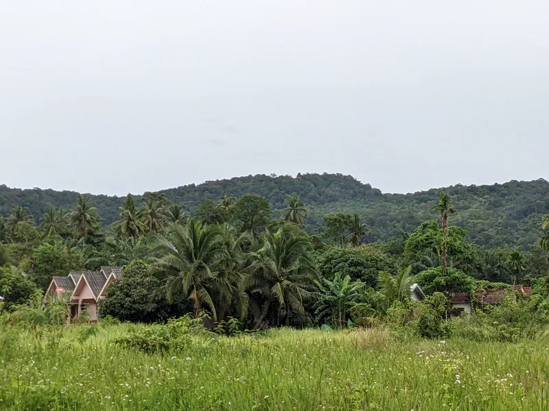 Small houses partly hidden among palm trees and dense greenery with forested hills in the background under an overcast sky.