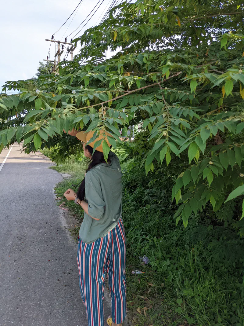 Person standing under a tree by the roadside, reaching up towards branches with green leaves and small fruits.