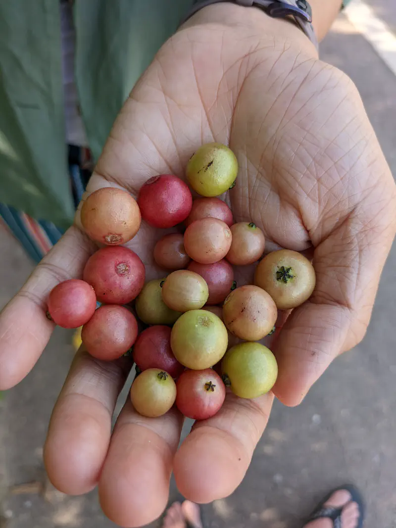 Close-up of a hand holding freshly picked small round fruits in shades of green, yellow, and red.