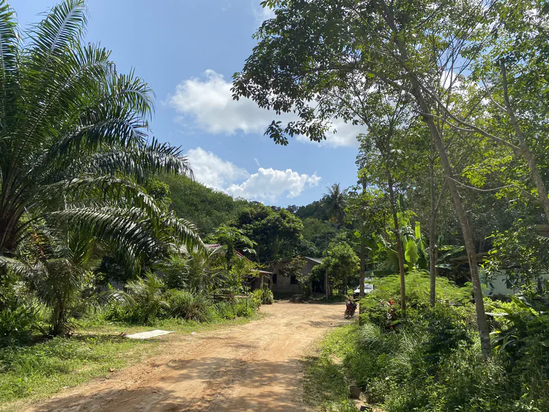 Sunny dirt road lined with palm trees and greenery, leading into a small rural village with houses partially visible among the trees.