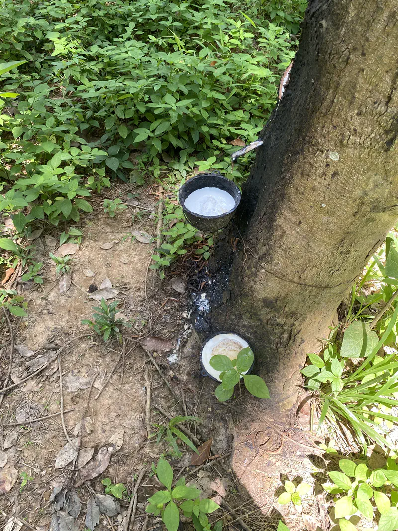Rubber tree with small containers collecting latex sap through a tapped cut in the bark.