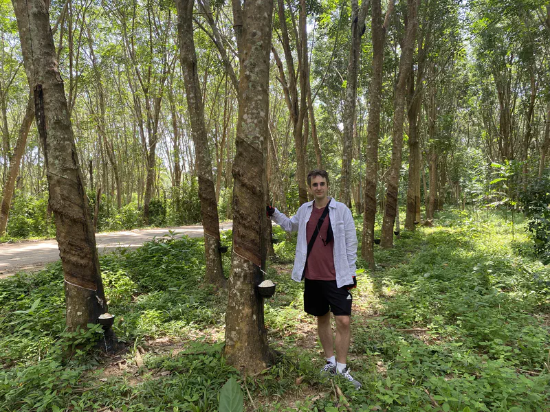 Person standing in a rubber tree plantation, next to tapped trees with containers collecting latex sap.