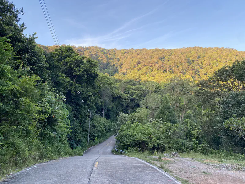 Winding concrete road leading into a dense green forest with a sunlit hillside covered in trees in the background under a clear sky.