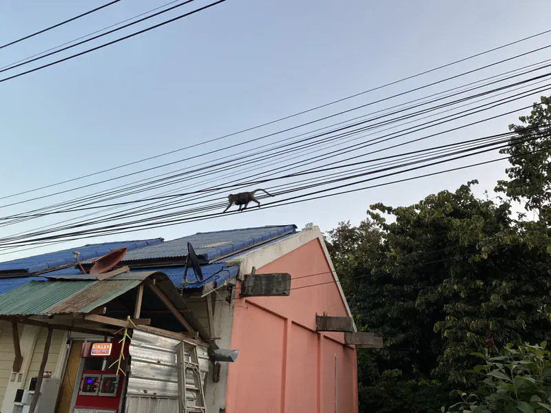 Monkey walking across overhead power lines above a house with a blue roof and trees in the background.