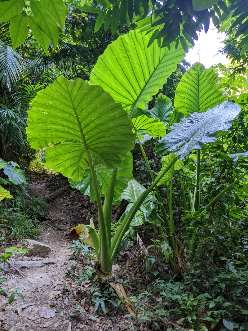 Large green tropical leaves growing beside a dirt path in a dense jungle setting.