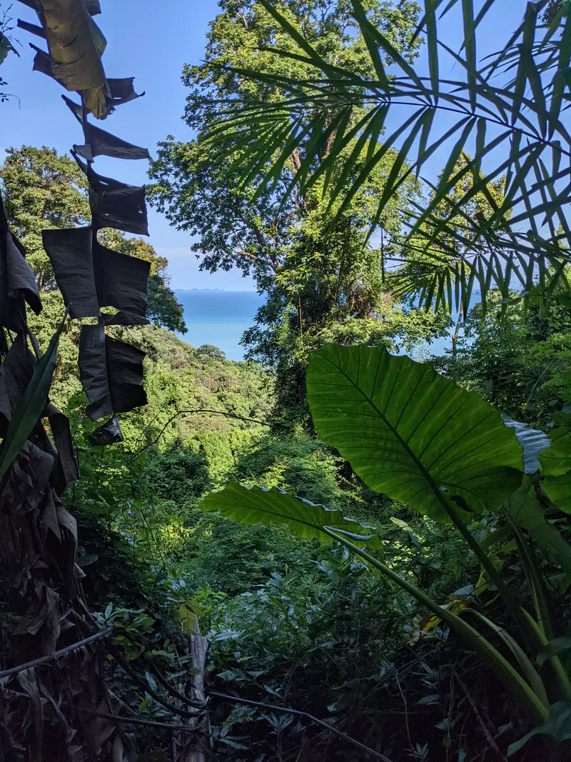 Jungle view with large tropical leaves and palm fronds in the foreground, opening to a distant view of the blue sea.