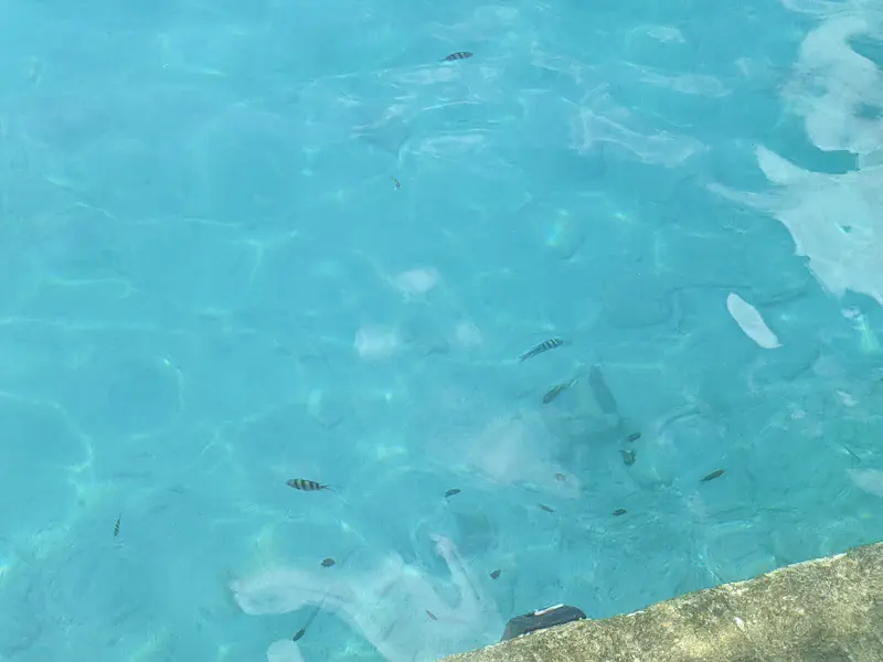 Small striped fish swimming in clear turquoise water near the surface.