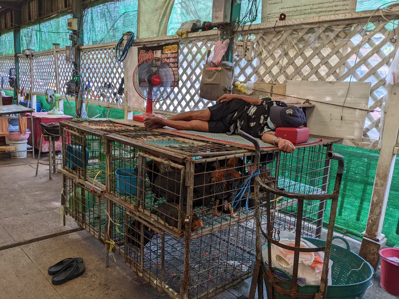 Market worker lying on top of metal cages with chickens inside, resting under a fan in a covered market area.