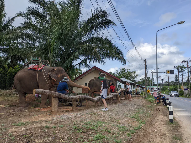 Elephants with saddles standing near a roadside attraction, with people and handlers nearby under palm trees.