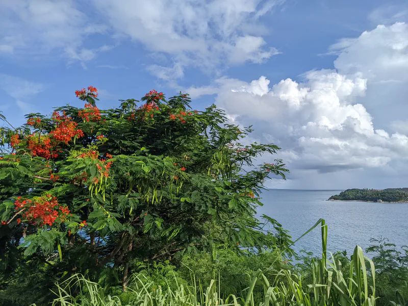 Tree with red blossoms in the foreground and a view of the blue ocean with clouds in the background.