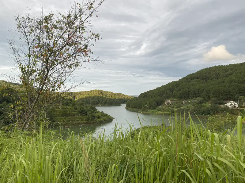 Lake between forested hills with tall grass and a tree in the foreground.