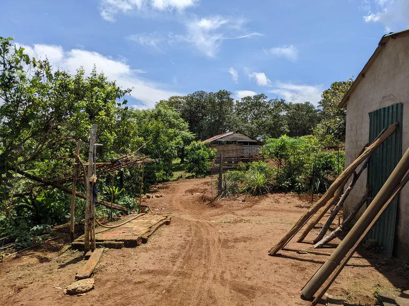 Dirt path leading past trees and a small house with a metal roof in a rural setting.