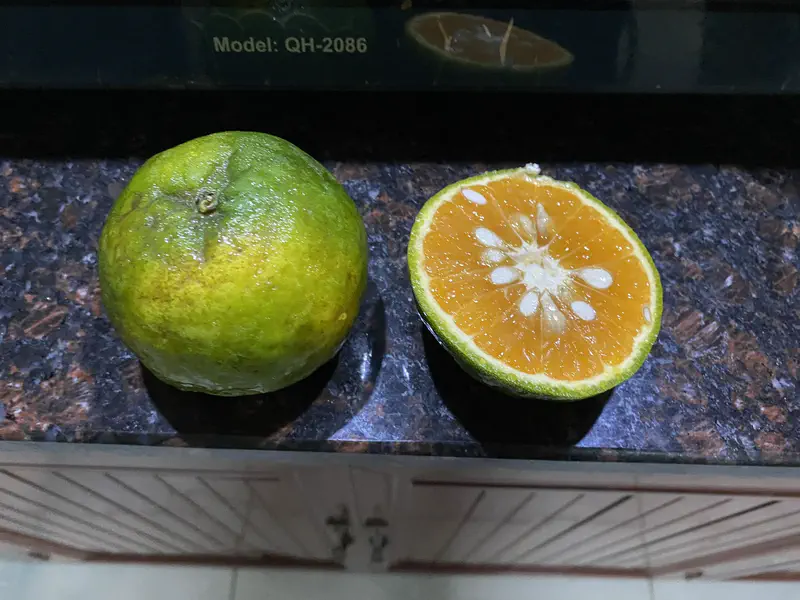 A green-skinned orange, one whole and one cut in half, showing its bright orange interior with seeds.