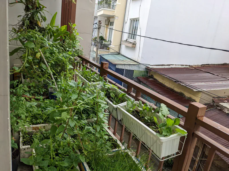 Balcony garden with potted vegetables and plants overlooking nearby rooftops.