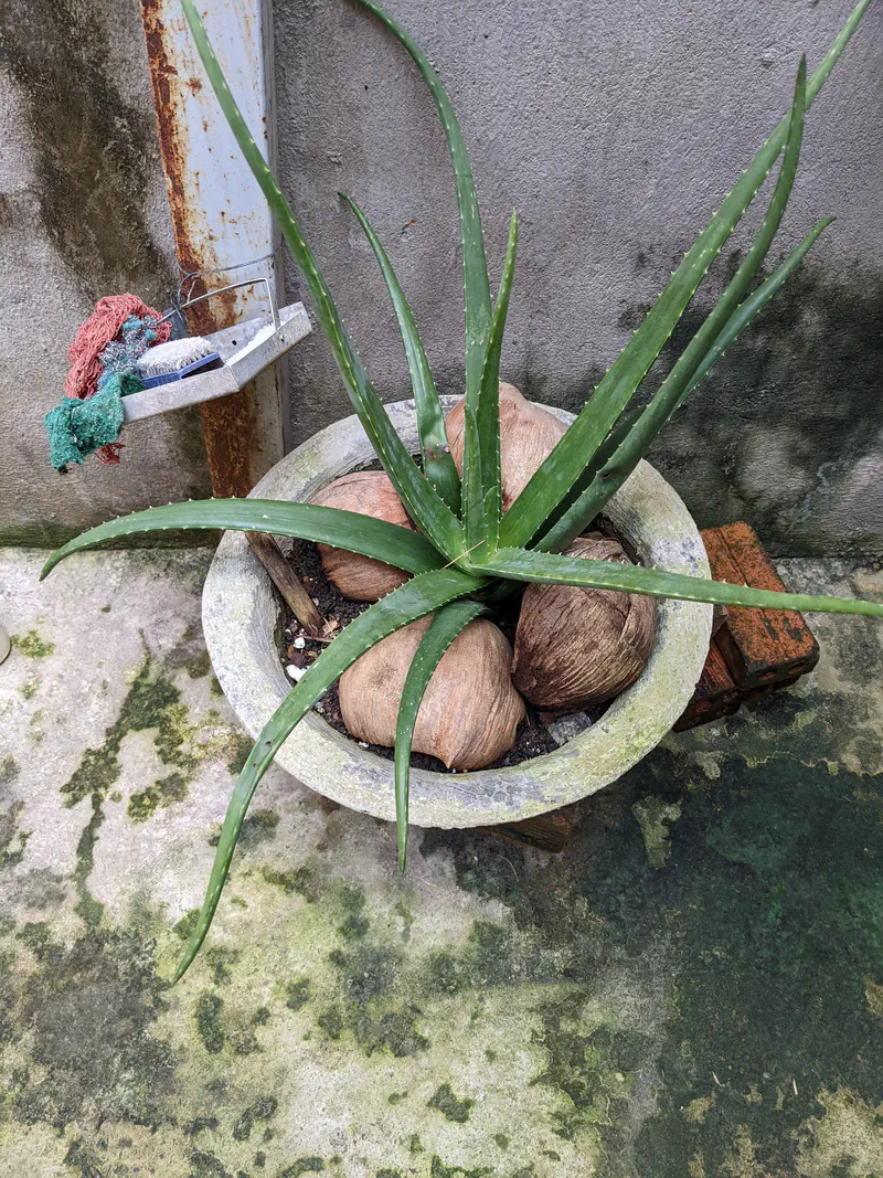 Potted aloe vera plant growing with coconuts at the base.