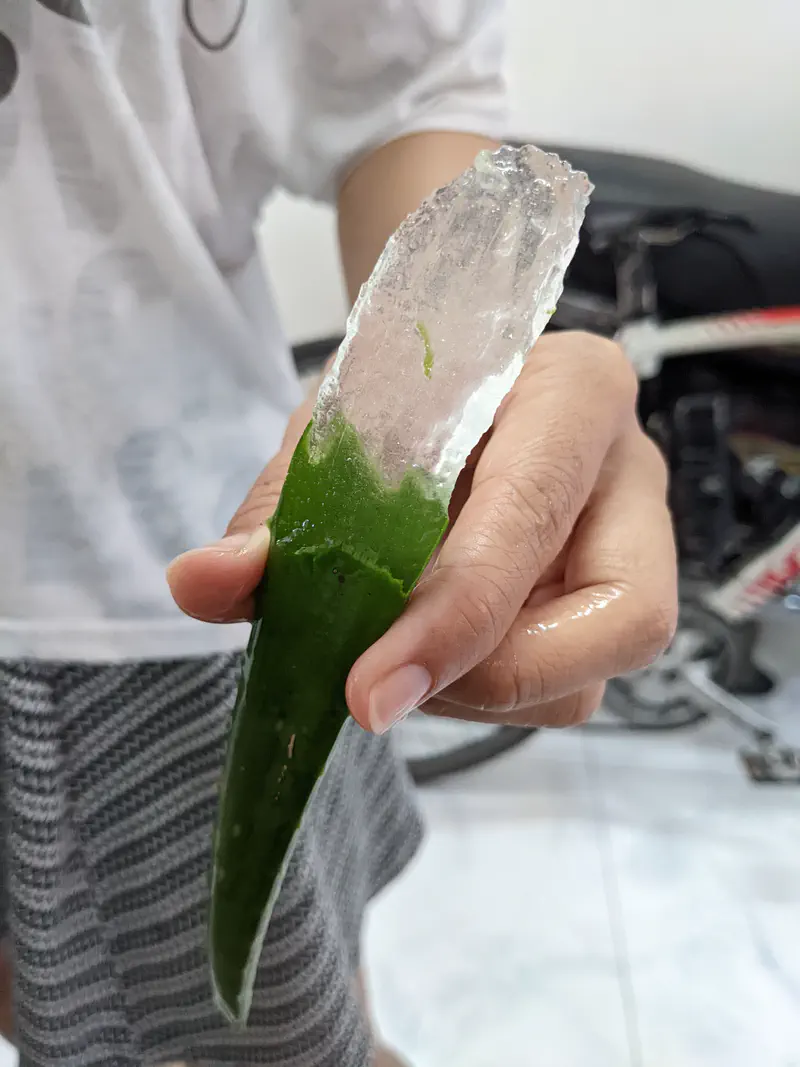 Hand holding a cut aloe vera leaf, showing its clear gel inside.