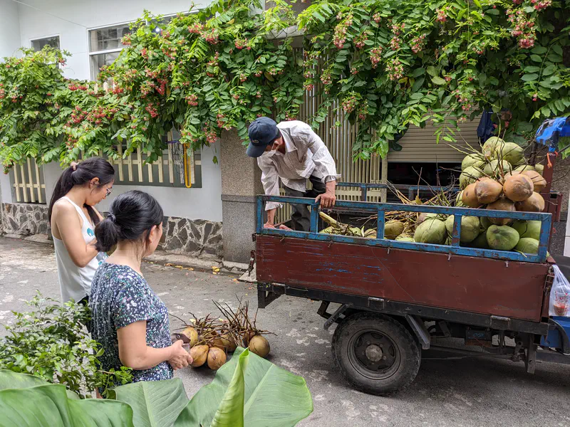 Two women buying coconuts from a street vendor unloading them from a motorbike cart.
