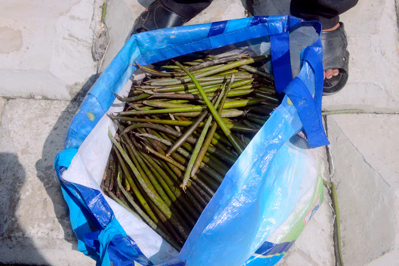 Blue bag filled with green mangrove seedlings on the ground next to a person's feet in sandals.