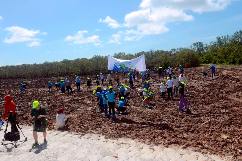 Group of volunteers in bright green caps planting mangroves in a muddy field with a large event banner in the background.