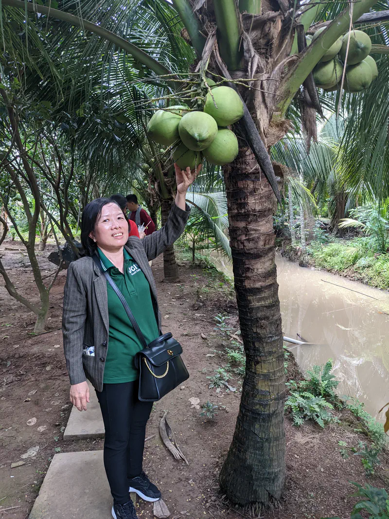 Woman standing by a coconut tree touching a cluster of green coconuts near a canal.