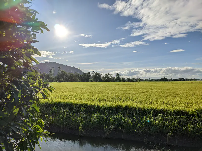 Sunny landscape of rice fields with a stream, large tree, and mountains in the background.