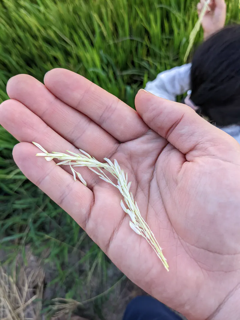 Close-up of a hand holding a stalk of rice grains in a field.