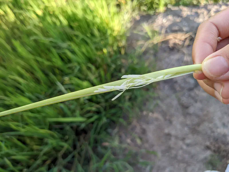 Hand holding a green stalk of rice with white blossoms in a rice field.