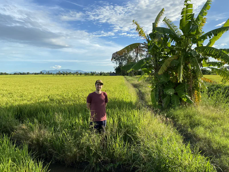 Man standing in a rice field near banana trees with mountains in the distance.
