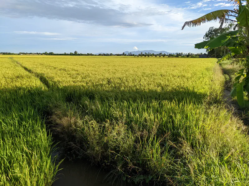 Vast rice field with golden-green stalks under a partly cloudy sky, with mountains in the background and a small irrigation canal in the foreground.