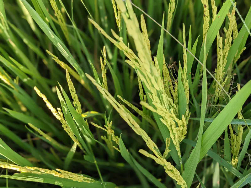 Close-up of ripening rice plants with green stalks and golden grains.