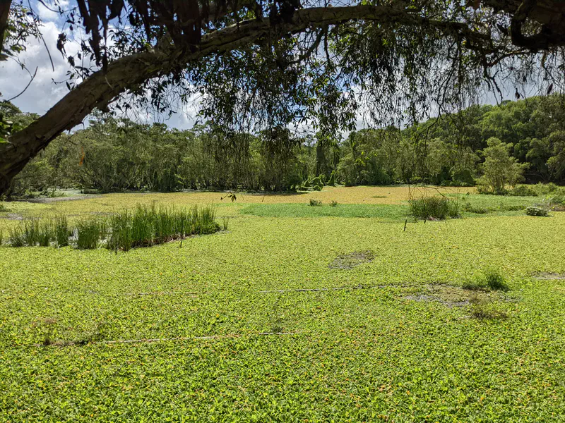 Wetland covered in dense green vegetation with scattered reeds and trees in the background, framed by an overhanging branch.