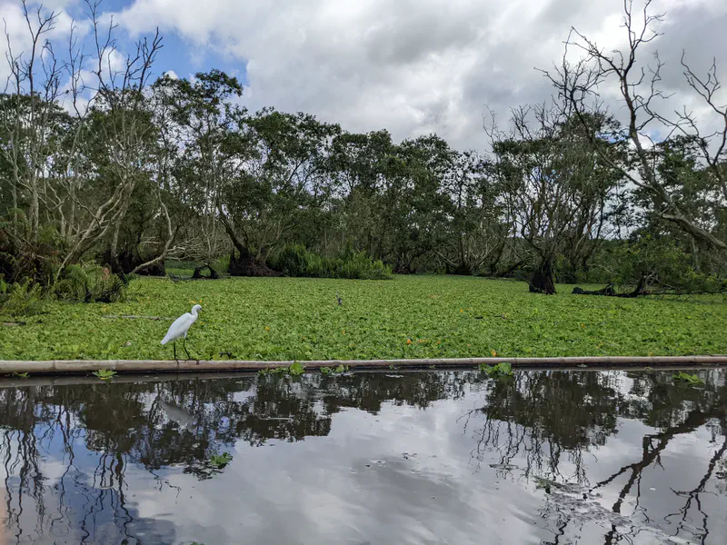 White egret standing on a floating barrier in a wetland covered with green vegetation and surrounded by trees.