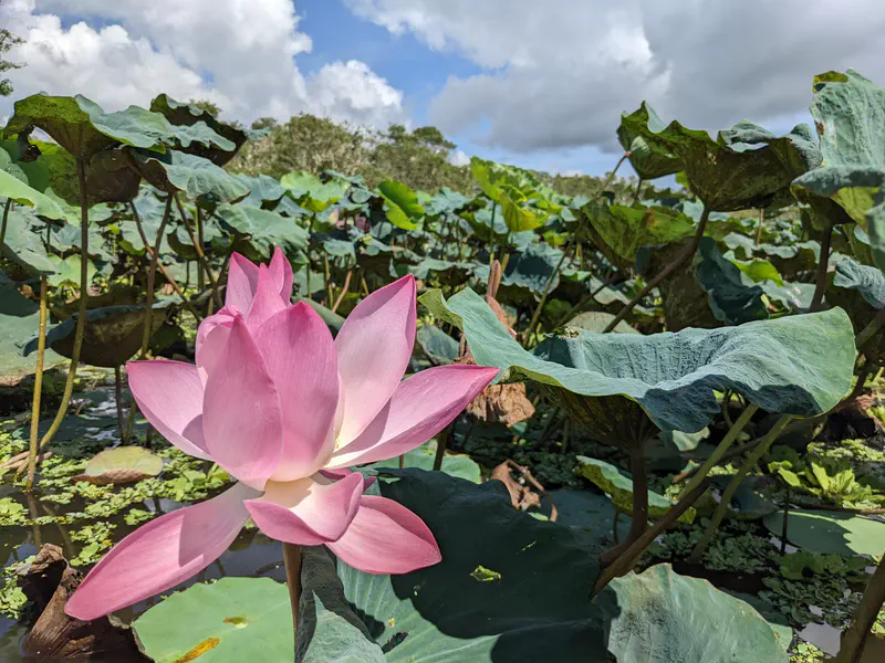Close-up of a pink lotus flower blooming among large green leaves under a partly cloudy sky.