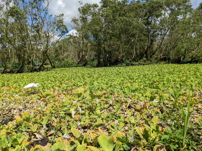White egret walking through dense green aquatic plants in a wetland with trees in the background.