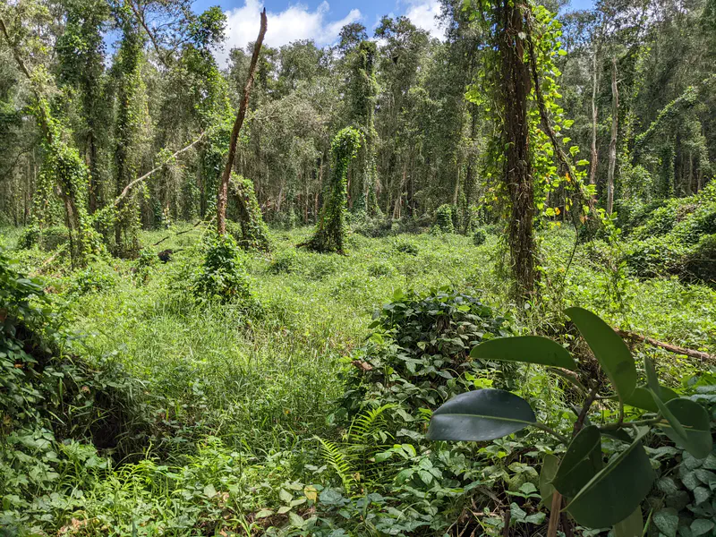 Dense forest with tall trees covered in green vines and thick undergrowth under a partly cloudy sky.